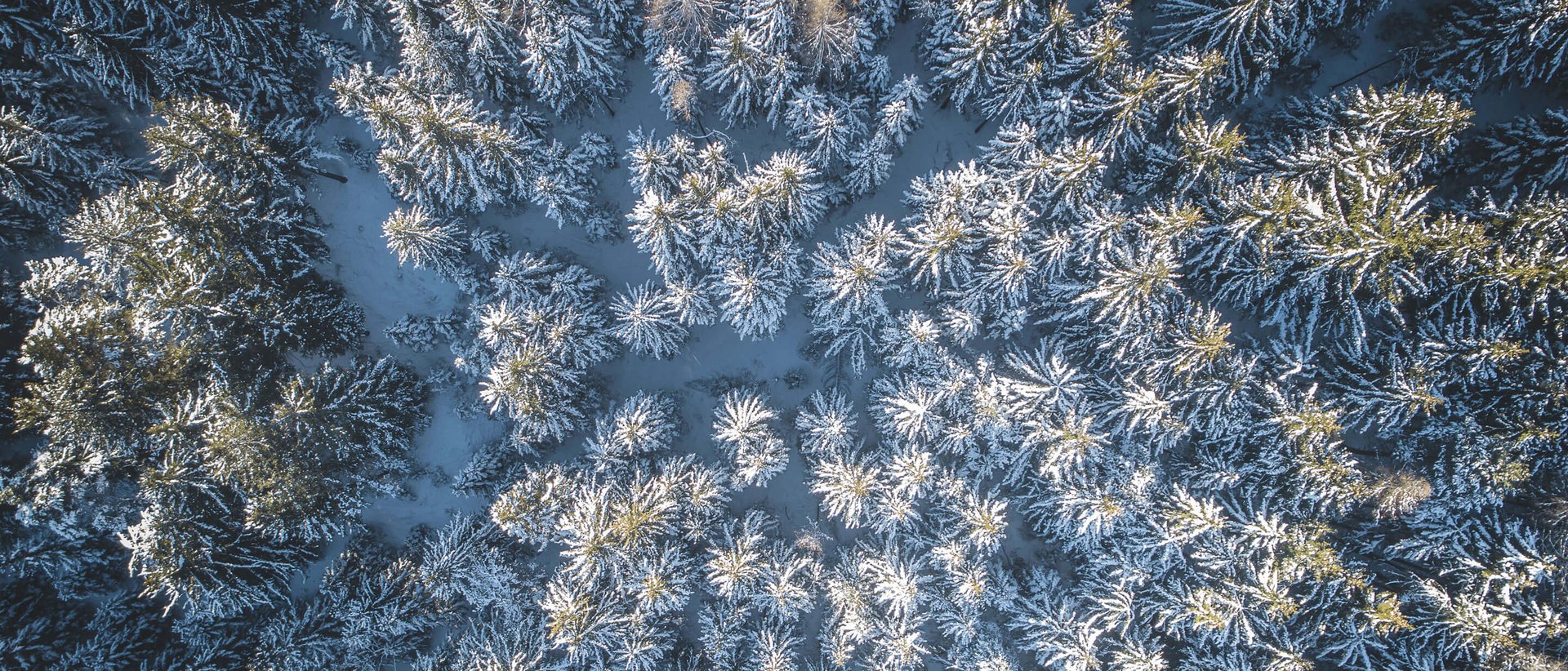 Active holidays in South Tyrol: a great experience Aerial view of a snow-covered fir forest in winter