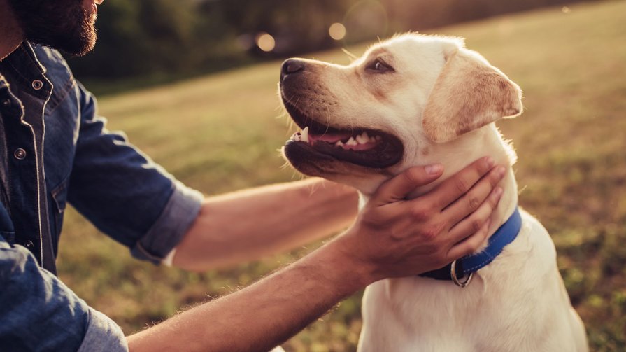 Kronplatz: Urlaub mit Hund Kronplatz: Urlaub mit Hund