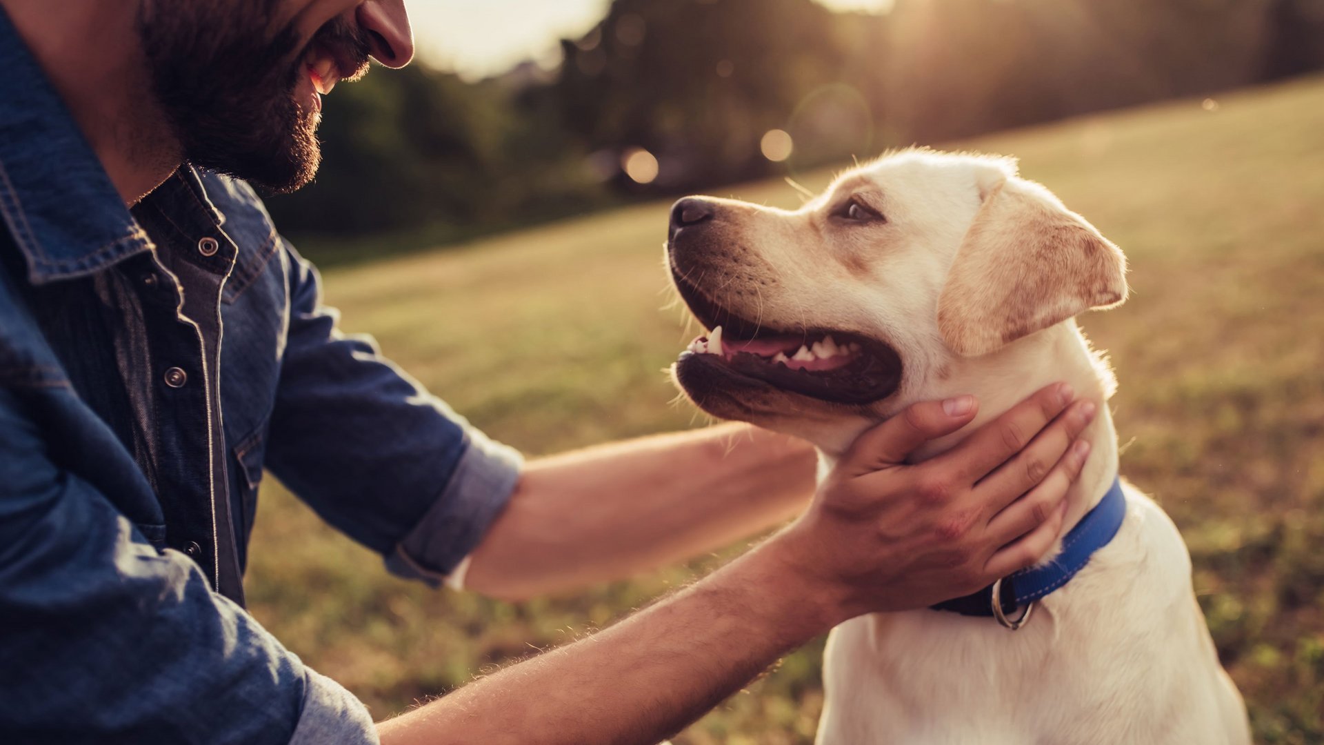 Hotel per cani in Alto Adige: l’Hubertus