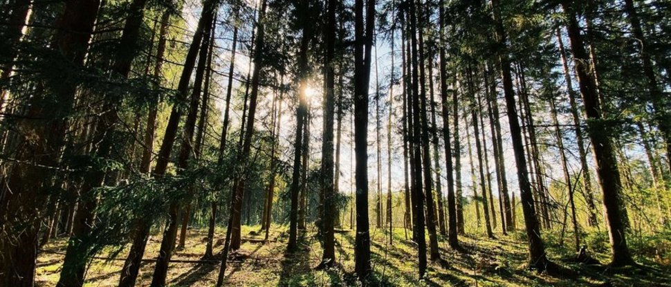 Current news and stories from Olang Sunlight shines through tall trees in forest casting long shadows on the ground