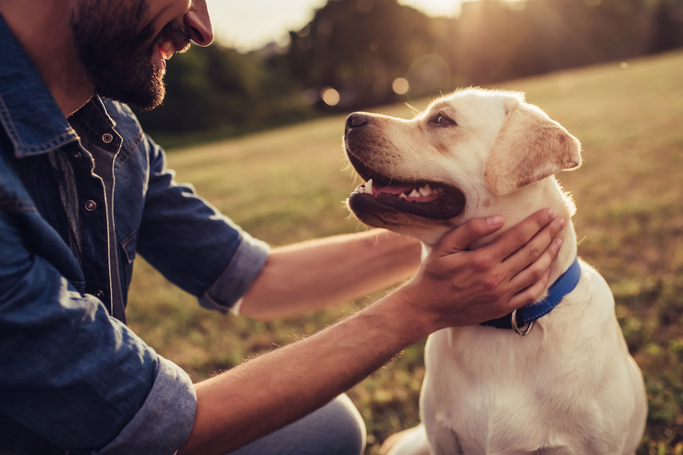 Urlaub mit Hund Südtirol entdecken